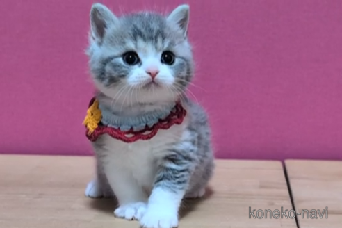 成約済の東京都のスコティッシュフォールド-108540の6枚目